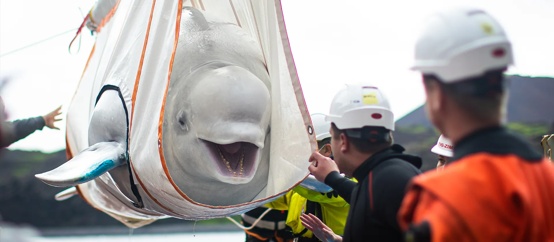 Beluga Whale transport