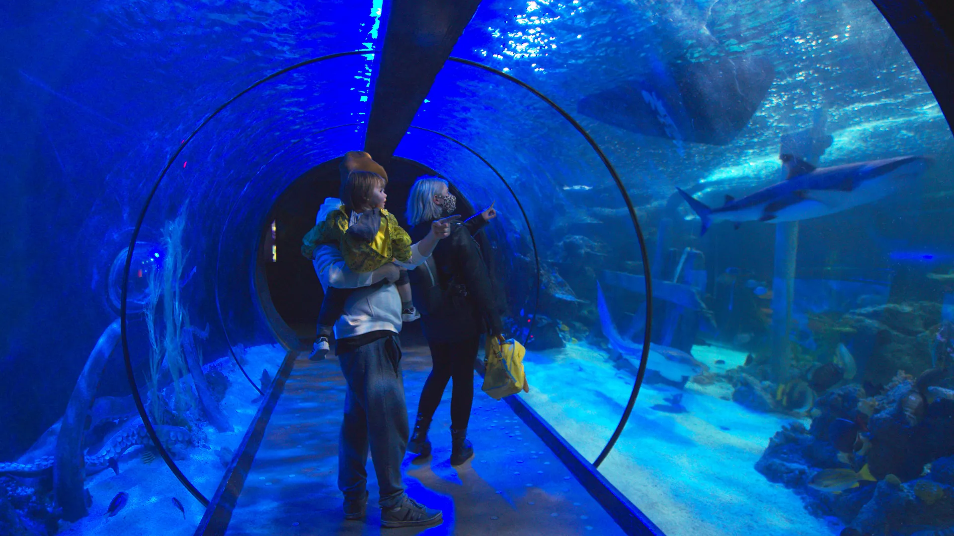 Shark Tunnel